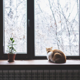 Кот сидит на подоконнике у пластикового окна и смотрит на зимний пейзаж за окном, рядом комнатное растение