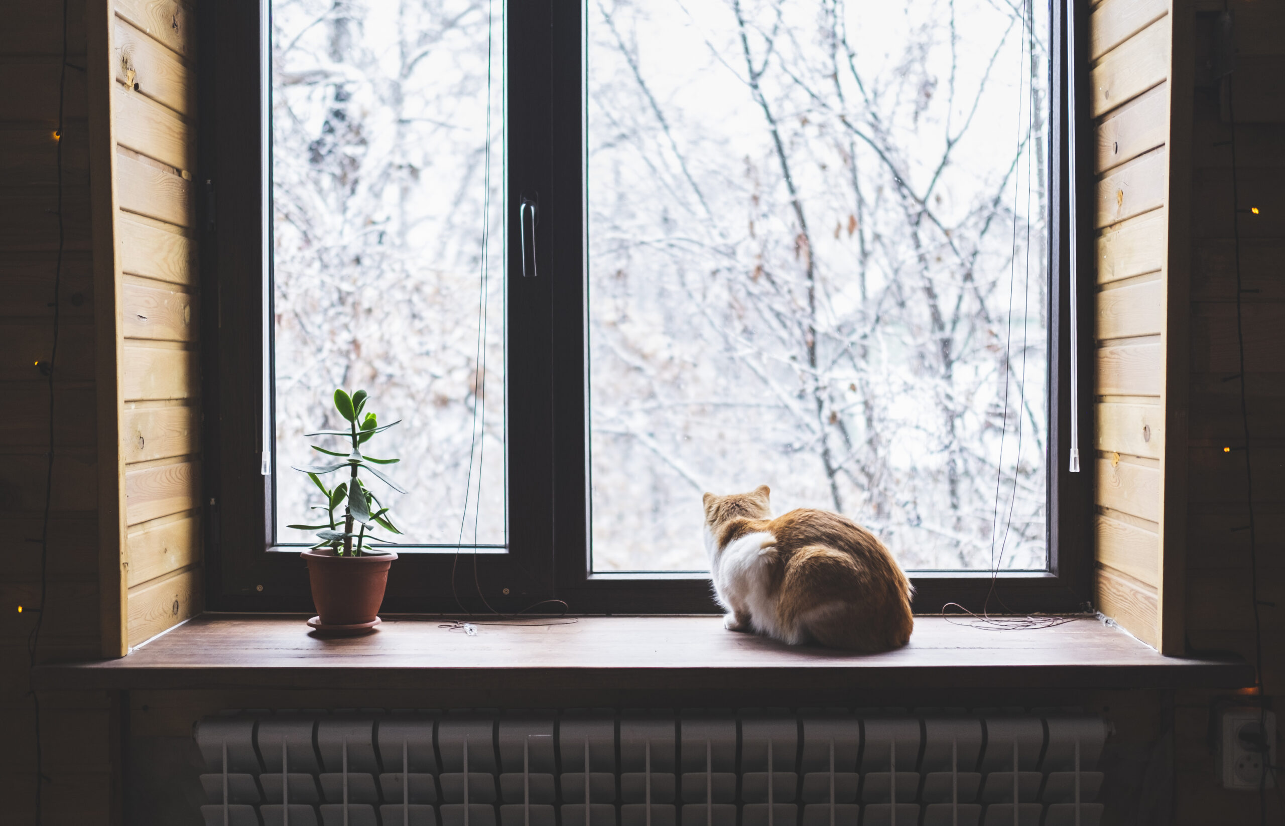 Кот сидит на подоконнике у пластикового окна и смотрит на зимний пейзаж за окном, рядом комнатное растение